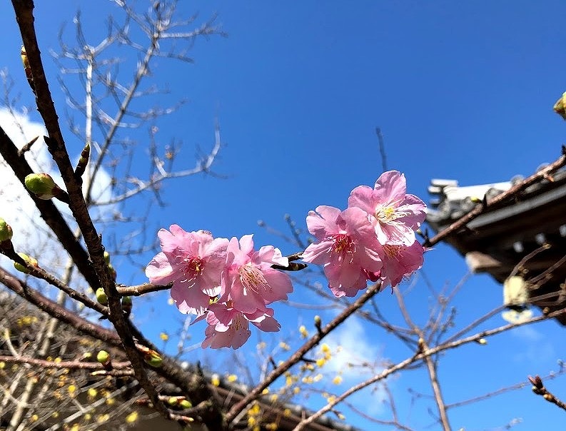 日本一早く咲く桜。河津桜の写真。澄み渡る青空とお寺の屋根を背景に、たった１枝にソメイヨシノよりも濃いピンク色をした花が数輪咲いています。